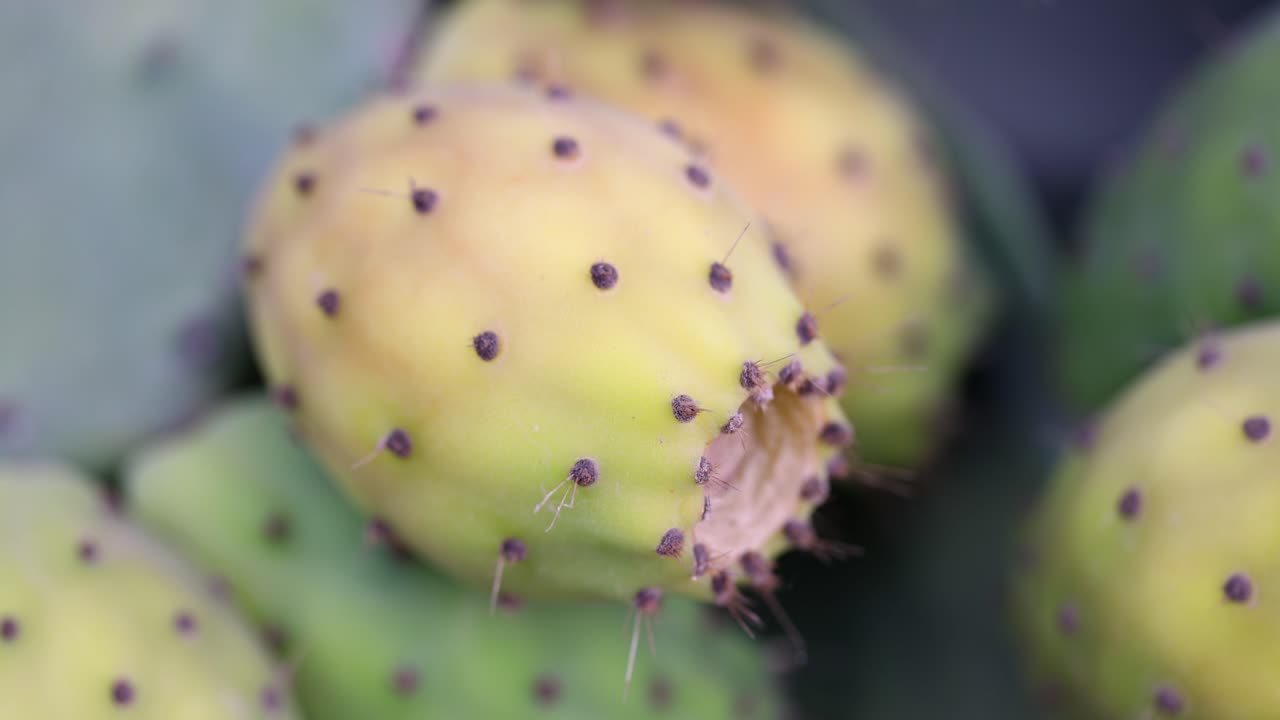 Close-up of Prickly Pear Cactus Fruit