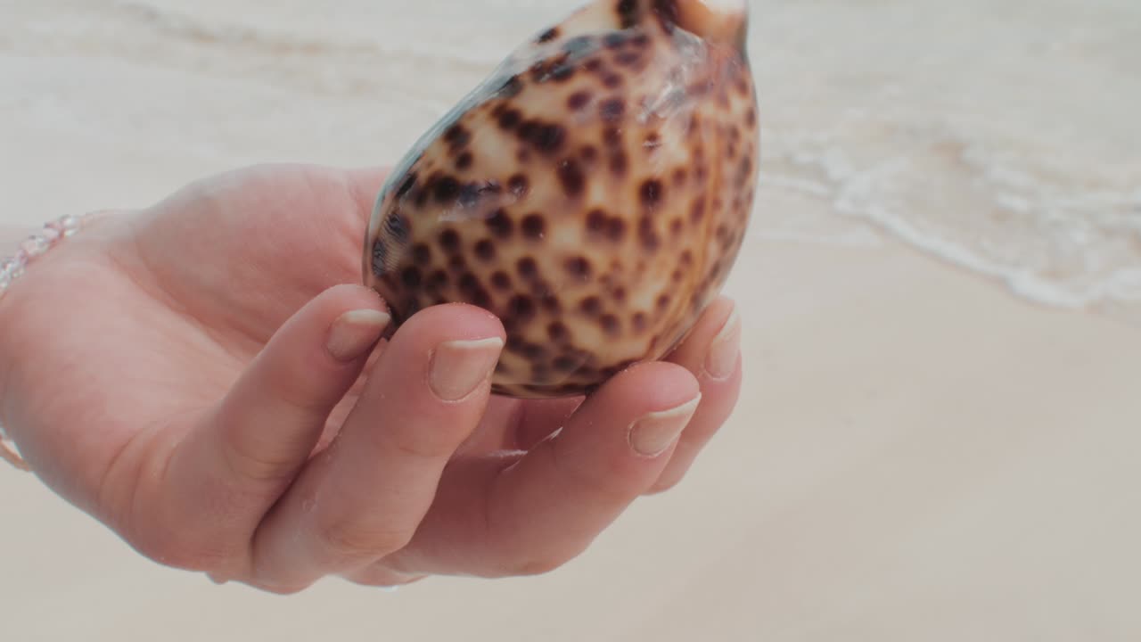 Hand holding a beautiful seashell with detailed patterns on the beach