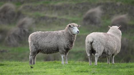 dos ovejas de pie en un campo de hierba