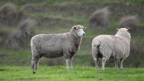 two sheep standing in a grassy field