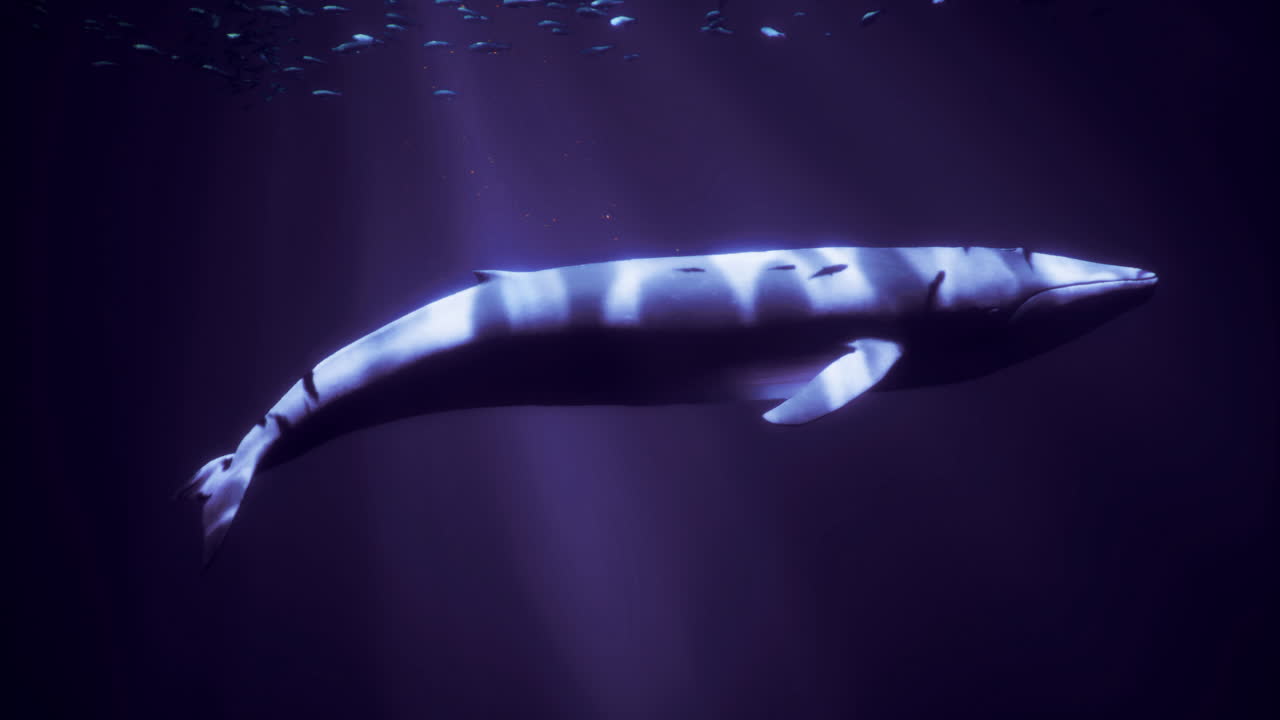 Majestic blue whale swimming in deep ocean surrounded by smaller fish