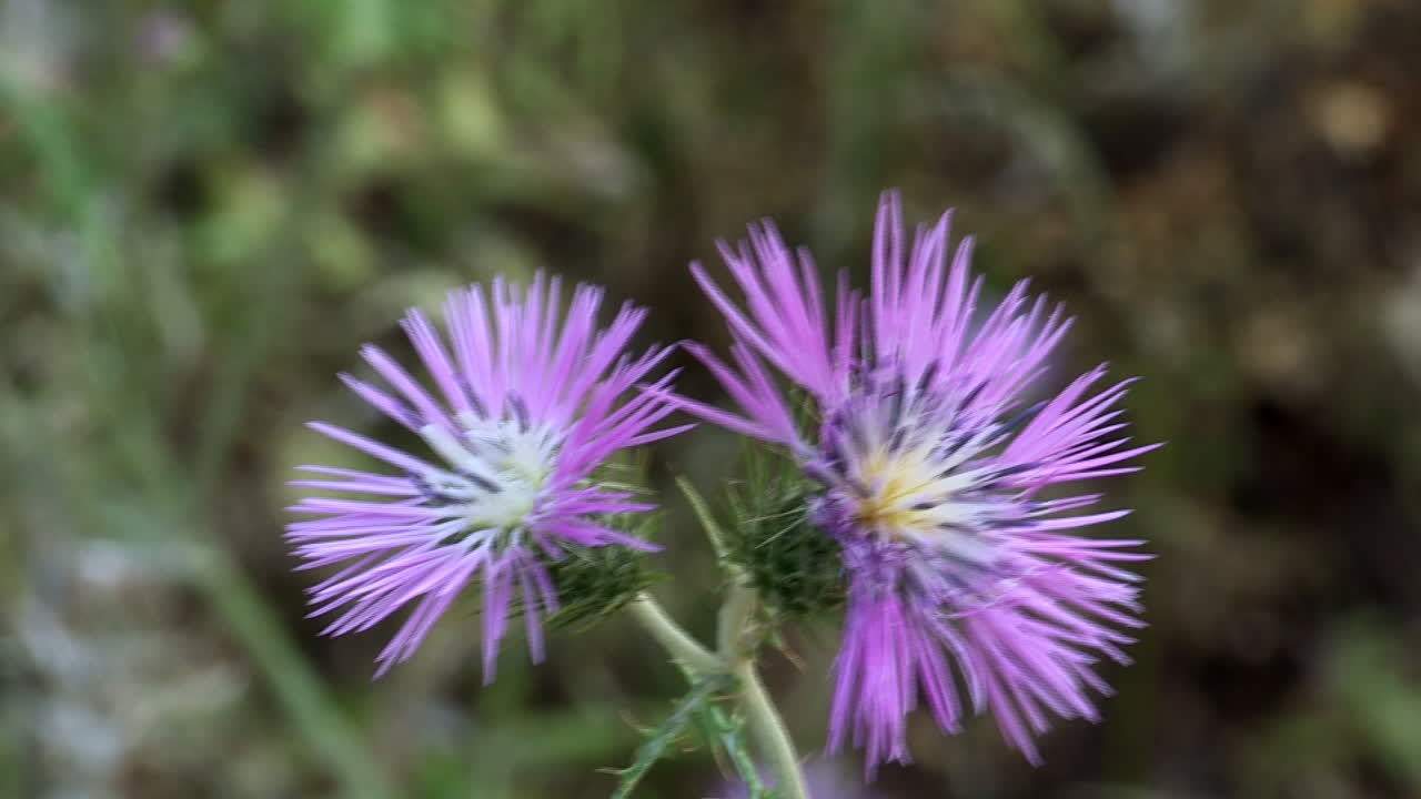 primer plano de dos flores de cardo lila, con vegetación verde y marrón, fondo borroso