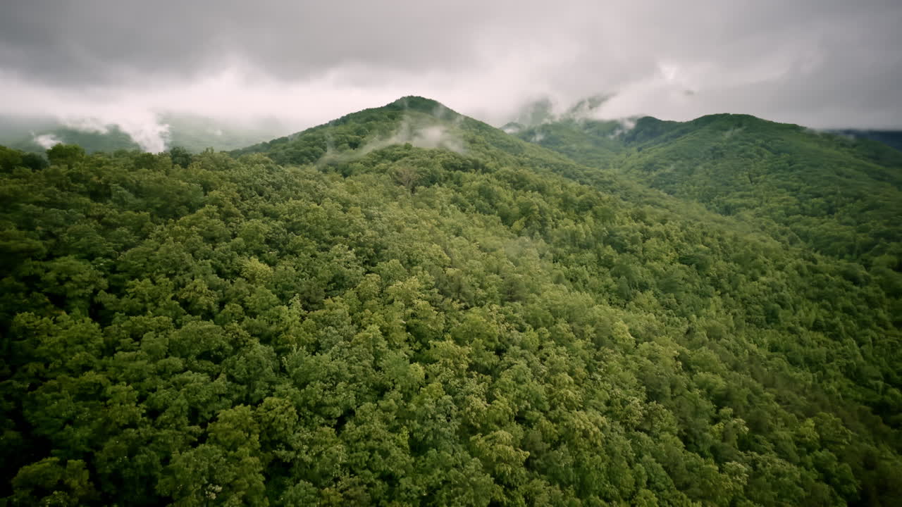 Cinematic aerial glide above a soft, mist-covered valley in the Smokies