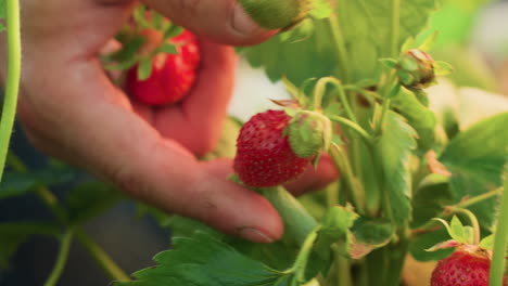 close up hand picking ripe strawberry from plant surrounded by green leaves under soft natural light during harvest in garden showing freshness care and detail in organic farming process