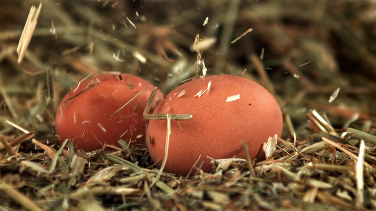 Two Brown Eggs in Hay Nest with Falling Straw in Slow Motion