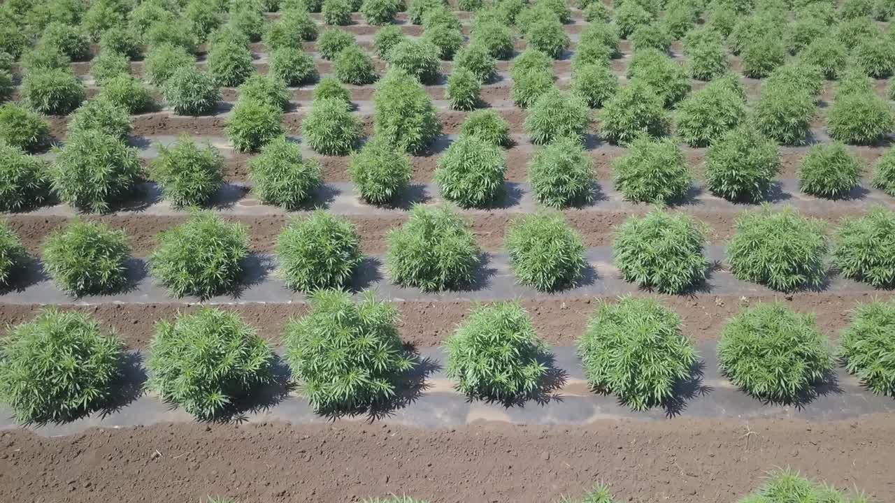 campo de cáñamo industrial cultivado en filas con múltiples cultivares y cepas vista aérea drone 4k filmado en agosto de 2019 en oregon-2