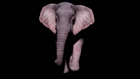 large elephant walking on the ground on an isolated background with alpha channel. seamless loop animation for animals, nature and educational backgrounds.