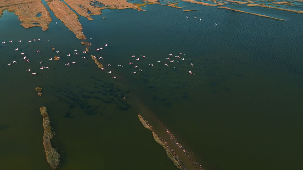 flamencos ascendiendo en una laguna de sabana de aguas poco profundas