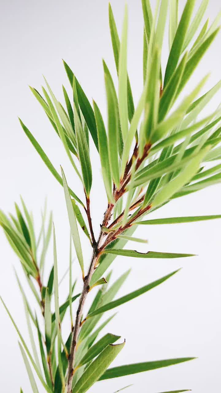 primer plano de las hojas verdes frescas