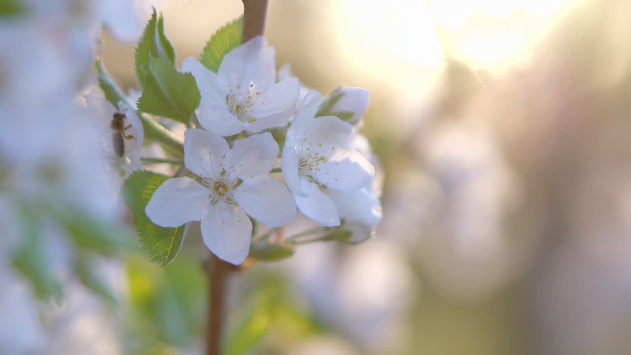 Close-up video of delicate white blossoms with soft sunlight, creating a serene, dreamy ambiance