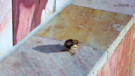 sparrow pecks at food on a ledge