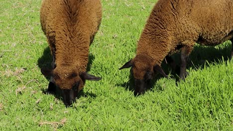 schwarze merinoschafe fressen gras