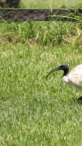 an ibis walks and pecks in grassy area.