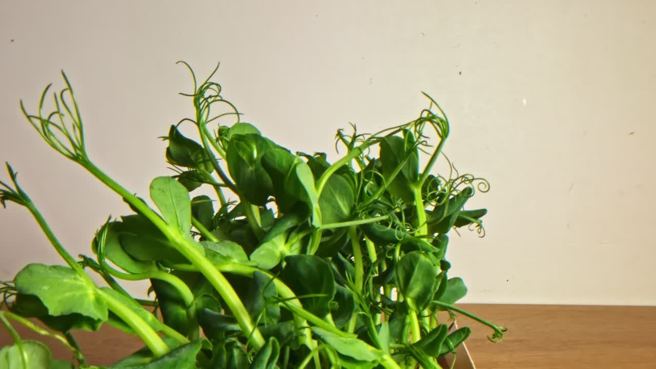 Branched lamb's lettuce shoots. Close up in the kitchen