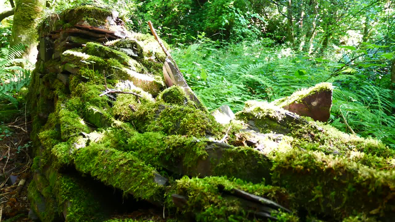 Rovine di vecchi muri in pietra fittamente ricoperte di muschio in un inquietante bosco abbandonato e ricoperto di vegetazione