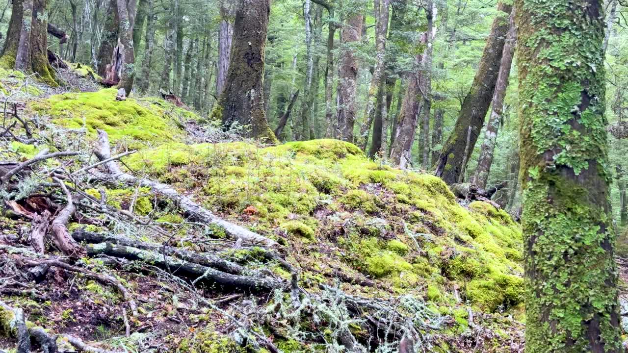 Camera slowly pans over moss-covered forest floor, tree stumps, and lichen in diffuse daylight