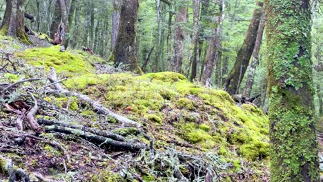 camera slowly pans over moss-covered forest floor, tree stumps, and lichen in diffuse daylight