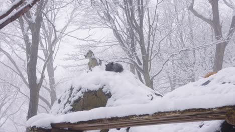 Fuchs-Schläft-Auf-Schneebedecktem-Hügel-Neben-Japanischer-Fuchsschreinstatue