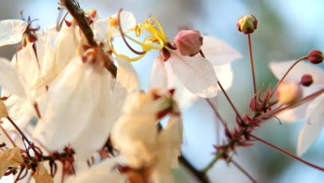 moody tone sakura flower