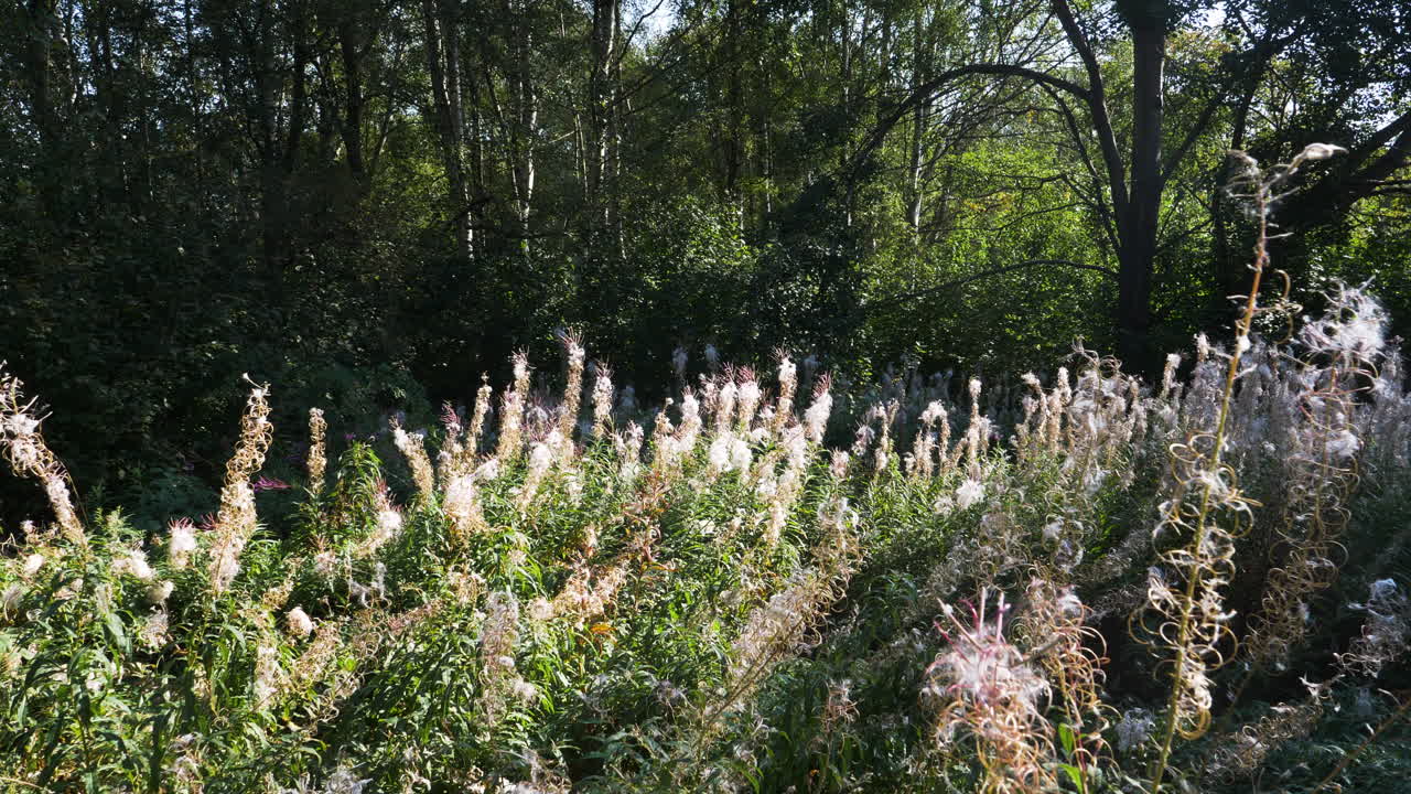 vista estática de la hermosa planta chamaenerion angustifolium en un día soleado