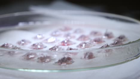standard-graft hair follicles prepared in petri dish ready for implantation: transplantation medicine