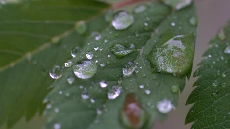 closeup shot of water droplets on green leaf