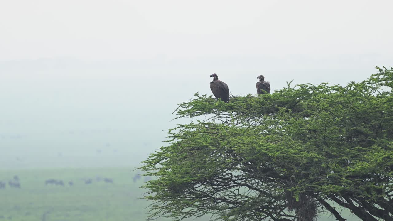 Vultures in a Tree in Africa in Serengeti National Park in Tanzania, Looking Out from Tree Top Over Misty African Savanna and Plains Landscape Scenery on African Wildlife Safari Animals Game Drive