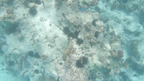 Coral-reef-with-sea-urchins-on-bottom-of-tropical-ocean