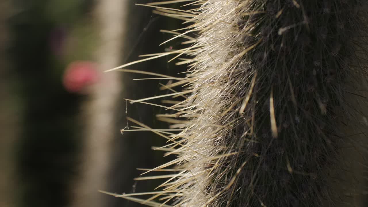 Close-up of Cactus Spines