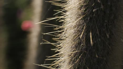 close-up of cactus spines