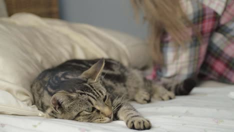un joven gato atigrado tiene que compartir la cama con un ser humano.