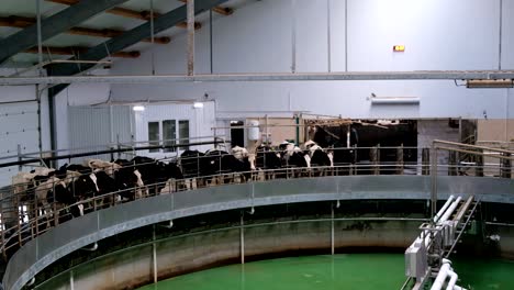 milking cows by automatic industrial milking rotary system in modern diary farm