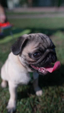 un cachorro en un parque.