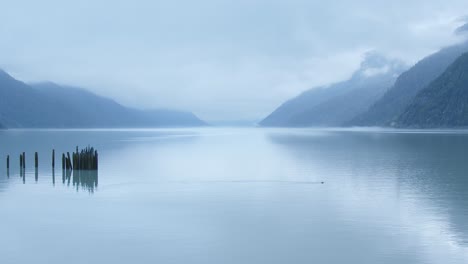 fog rolls in, seal swims in monochrome blue ocean fjord morning scene