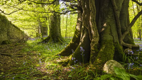 Lapso-De-Tiempo-Del-Bosque-De-Campanillas-Durante-La-Primavera-En-El-Parque-Natural-De-Irlanda