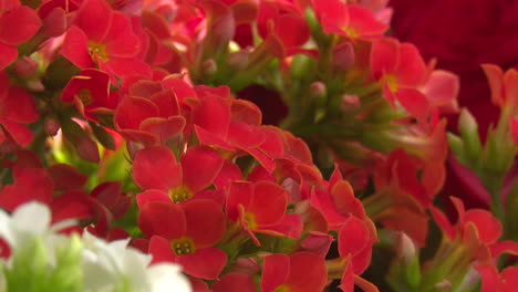 primer plano de las flores rojas