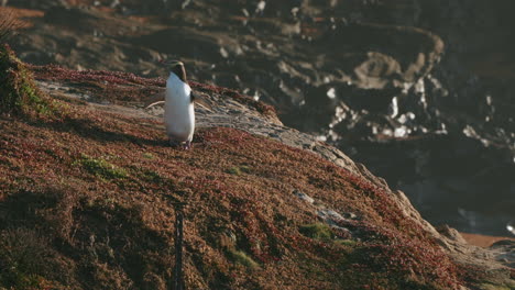 pingüino de ojos amarillos a la luz del sol de la mañana en katiki point, nueva zelanda