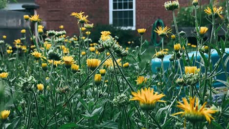 yellow flowers in a garden