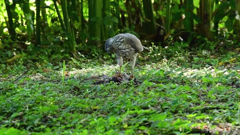 shikra feeding on another bird on the ground , this bird of prey caught a bird for breakfast and it was busy eating then it got spooked and took off