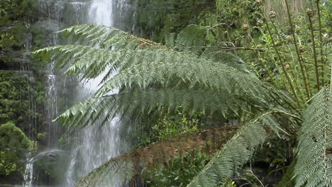 los helechos crecen en una selva tropical con una cascada al fondo