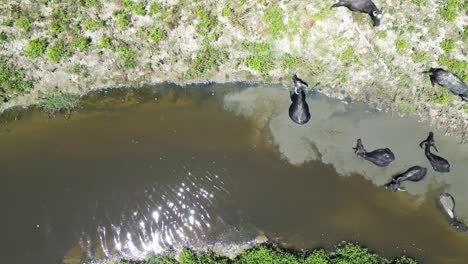 Drone-top-down-flies-over-water-buffalo-bathing-in-mud,-murky-water