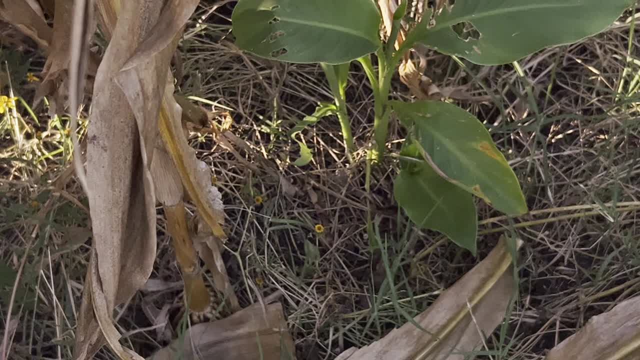 Close up shot of rotten maize in a field in the day, handheld