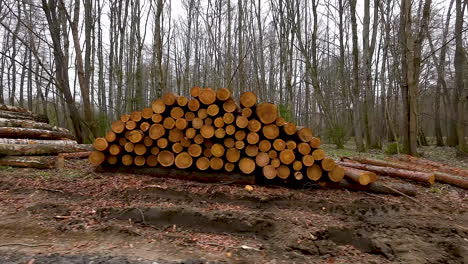 Wooden-logs-neatly-stacked-in-woods,-timber-export-industry