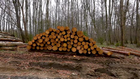 Troncos-De-Madera-Cuidadosamente-Apilados-En-Maderas,-Industria-De-Exportación-De-Madera