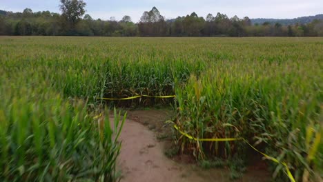 Labyrinth-In-Einem-Maisfeld-In-Dawsonville,-Georgia