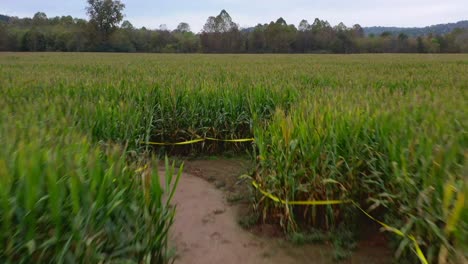 laberinto en un maizal en dawsonville georgia