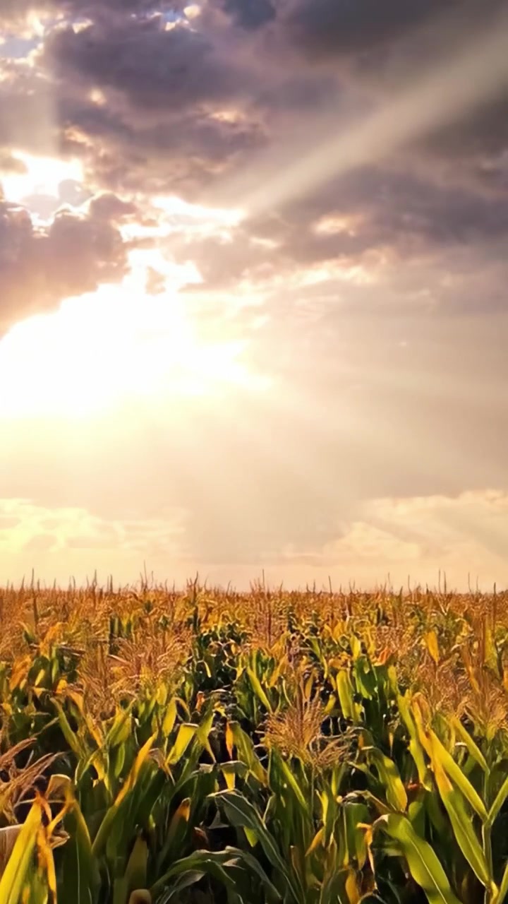 A Glorious Sunset Illuminates the Golden Cornfield, Capturing the Essence of Nature's Bounty and the Beauty of Agricultural Landscapes