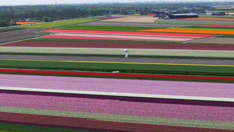 Toma-De-Drone-De-Una-Persona-Practicando-Kitesurf-En-Vastos-Campos-De-Flores-De-Colores-En-Los-Países-Bajos