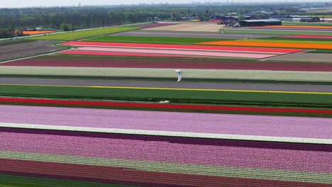 fotografía de un avión no tripulado de una persona haciendo kitesurf en vastos campos de flores de colores en los países bajos