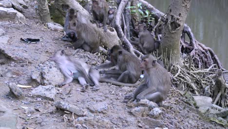 Entre-Estos-árboles,-Donde-Las-Aguas-Se-Encuentran,-Se-Encuentra-Un-Hábitat-A-La-Vez-Tranquilo-Y-Dulce.